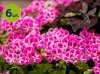 Pelargonia angielska Pinkerbell 6 sztuk